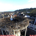 07_20-nest.jpg