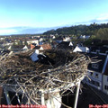 07_30-nest.jpg