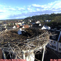 07_45-nest.jpg