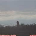 07_50-mast.jpg