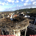 07_50-nest.jpg