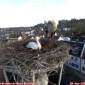 08_15-nest.jpg