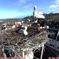 08_20-nest.jpg