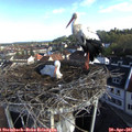 08_25-nest.jpg