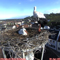 08_30-nest.jpg
