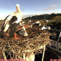 08_40-nest.jpg