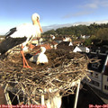 08_45-nest.jpg