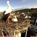 08_50-nest.jpg