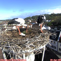08_55-nest.jpg