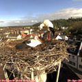 09_00-nest.jpg