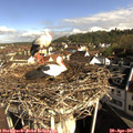09_05-nest.jpg