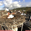 09_15-nest.jpg