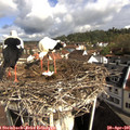 09_20-nest.jpg