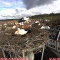 09_30-nest.jpg