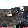 09_35-nest.jpg