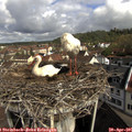 09_40-nest.jpg