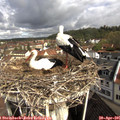 09_45-nest.jpg
