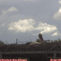 09_50-mast.jpg