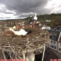 09_50-nest.jpg
