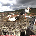 09_55-nest.jpg