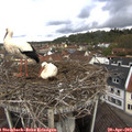 10_00-nest.jpg