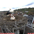 10_10-nest.jpg