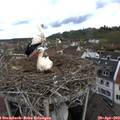 10_15-nest.jpg