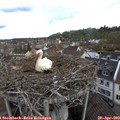 10_20-nest.jpg