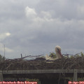 10_35-mast.jpg