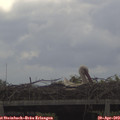 10_40-mast.jpg