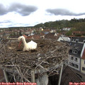 10_40-nest.jpg