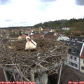 10_45-nest.jpg