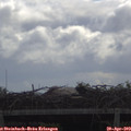 10_50-mast.jpg