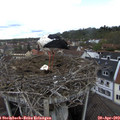 10_50-nest.jpg