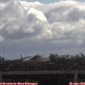 10_55-mast.jpg