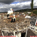11_00-nest.jpg