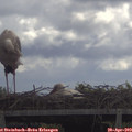 11_05-mast.jpg