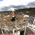 11_05-nest.jpg