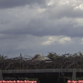 11_10-mast.jpg