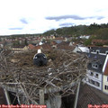11_10-nest.jpg