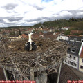 11_20-nest.jpg