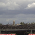 11_25-mast.jpg