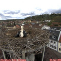 11_25-nest.jpg