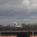 11_30-mast.jpg