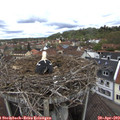 11_30-nest.jpg
