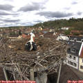 11_35-nest.jpg
