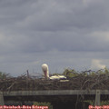 11_40-mast.jpg