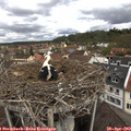 11_40-nest.jpg