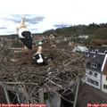 11_45-nest.jpg