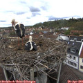 11_50-nest.jpg
